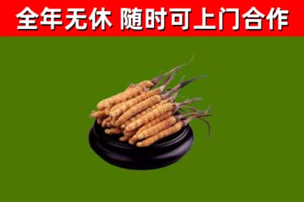 蕲春回收散虫草